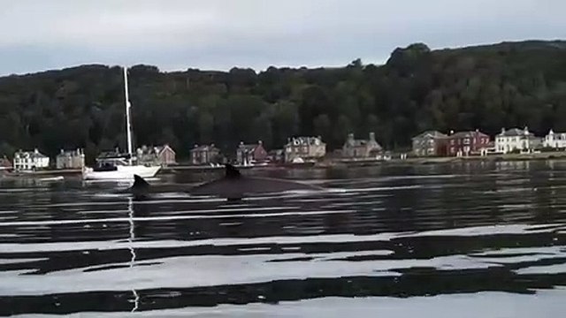 Northern bottlenose dolphins swimming