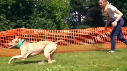 10 Most Powerful Dogs in the World !!