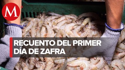 En primer día de zafra camaronera capturan más de 290 toneladas: Sader