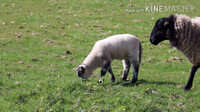 dusro ki taraf se kurbani ? | qurbani ke masail | दुसरो की खुर्बानी | masla | malumat islam