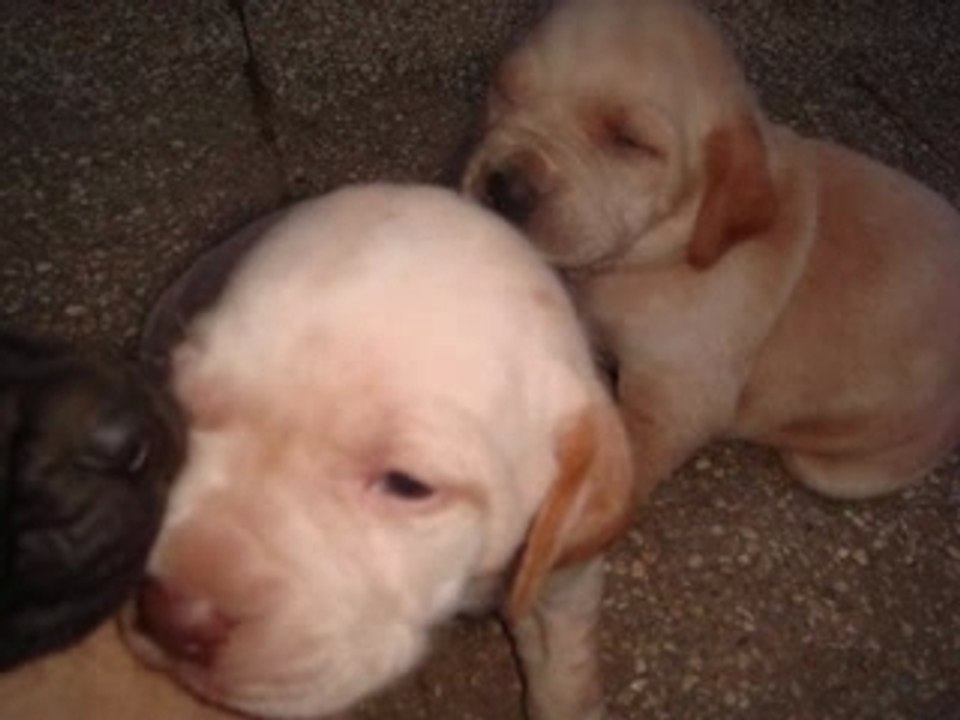 Les chiots de LOLA