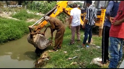 Police in northern India use digger to rescue cow after it fell into canal