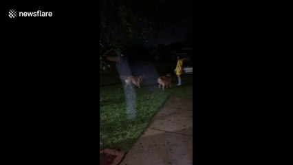 Hurricane Sally can’t stop these two dogs from having a blast in the rain