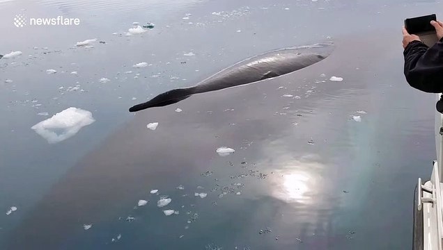 Rare up-close sighting of humpback whale SLEEPING on ocean surface