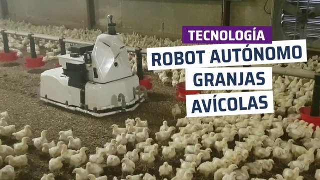 [CH] Robot autónomo que limpia granjas de pollos