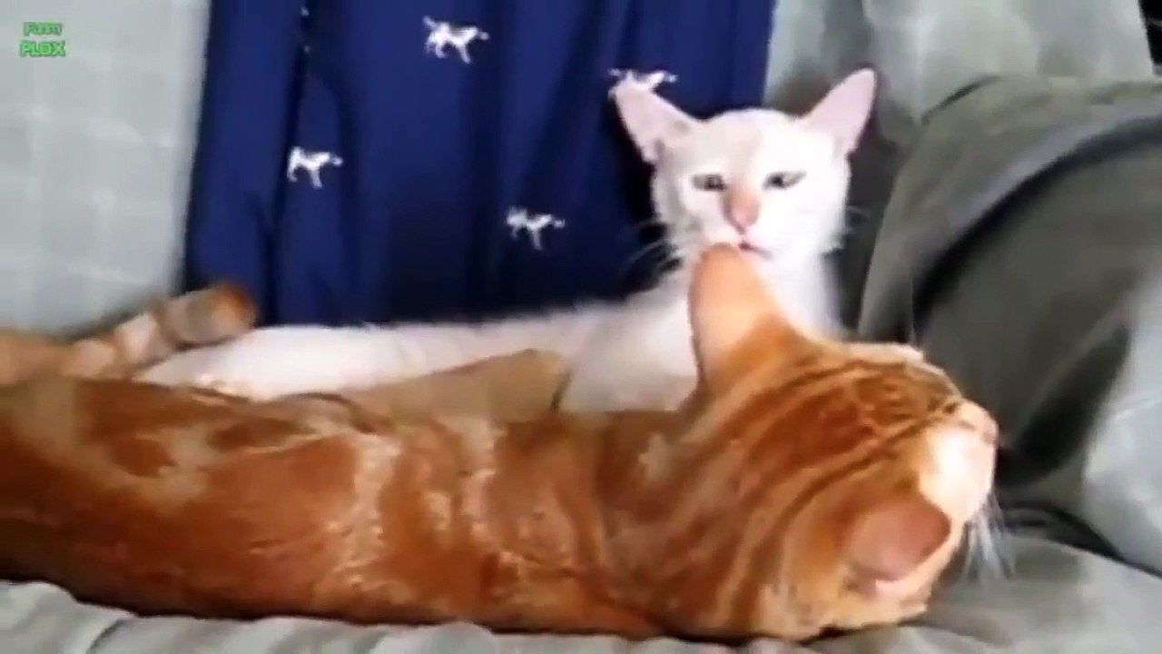 Crazy Cats and Crazy Dogs make Funny Faces   Funny Pets Compilation of the Funniest Animals