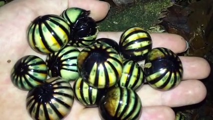 Download Video: Non ce ne sont pas des gros bonbons mais bien des insectes