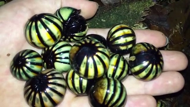 Non ce ne sont pas des gros bonbons mais bien des insectes