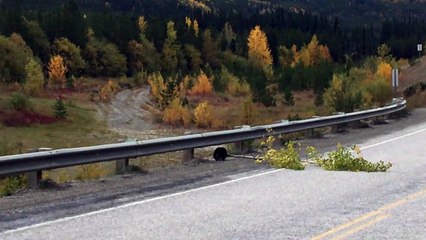 Busy Beaver Hauls a Mini Tree Down Alaska Highway