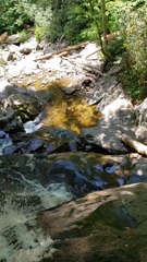Bear Ransacks Lady's Bag for Snacks