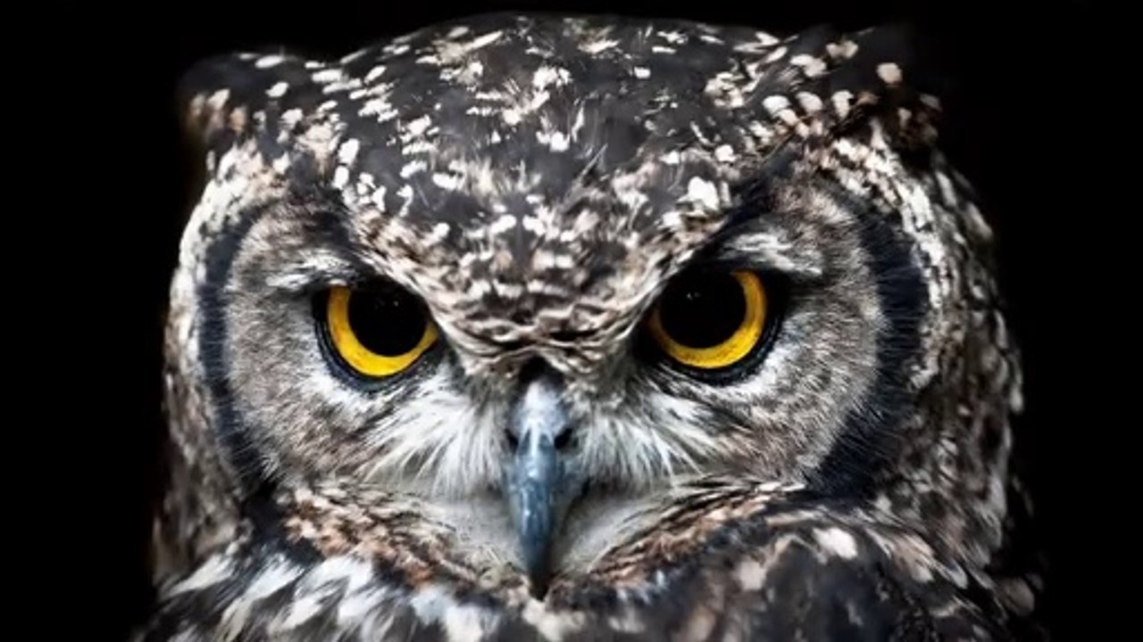 OWL sound in the night