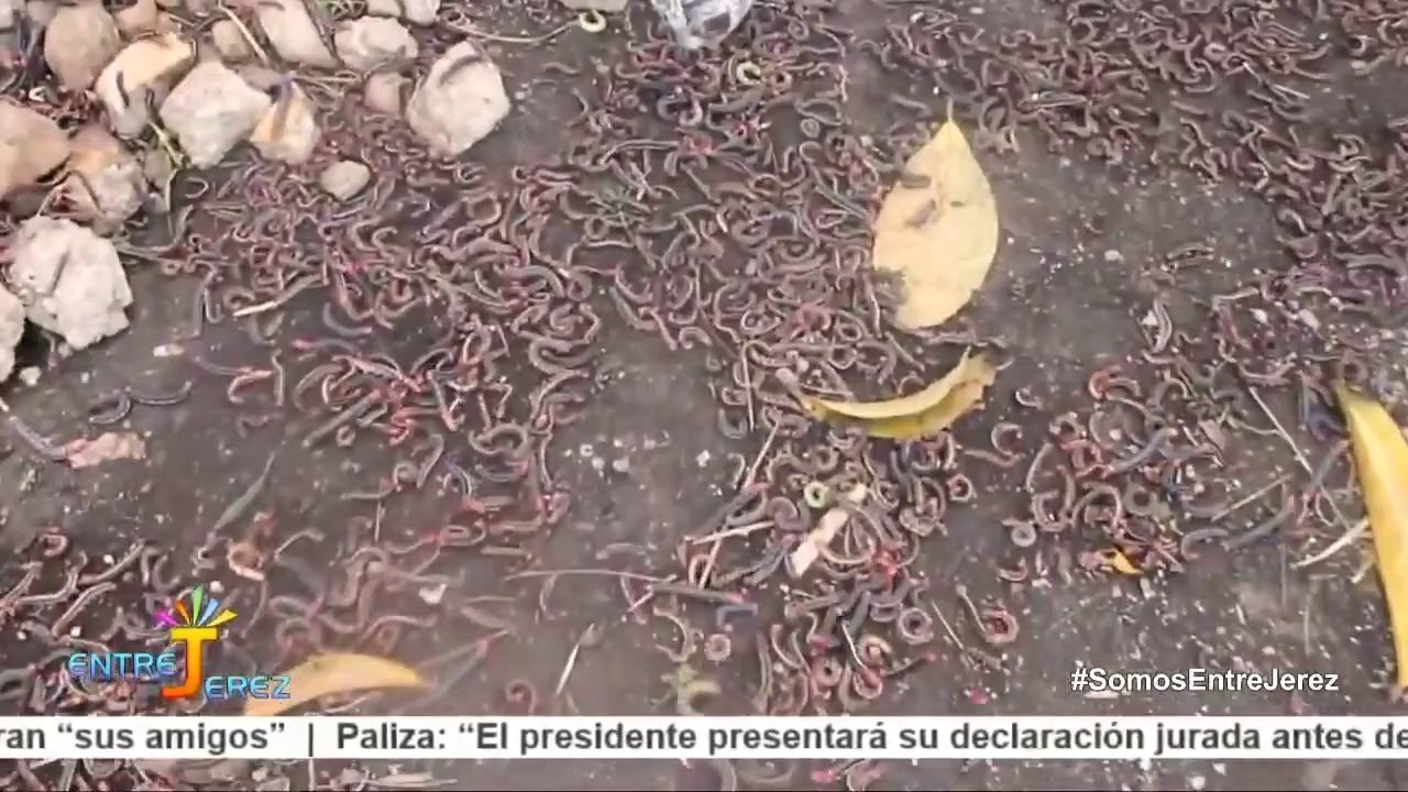 PLAGA DE ORUGAS SE COMEN PLANTACION DE YUCAS