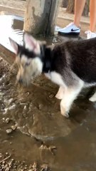 Husky Has a Messy Blast in Mud Puddle