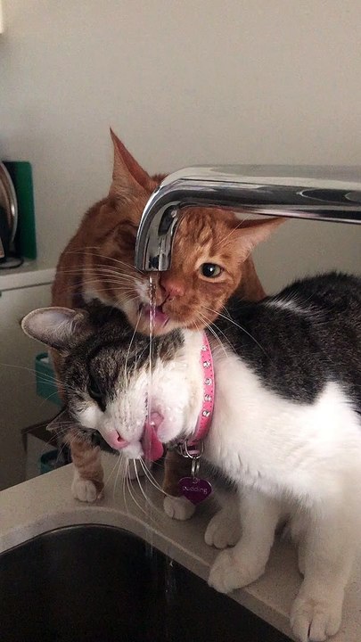 Thirsty Kitties Work Together for Some H2O