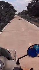 Lizard Makes Rider Nervous on Road
