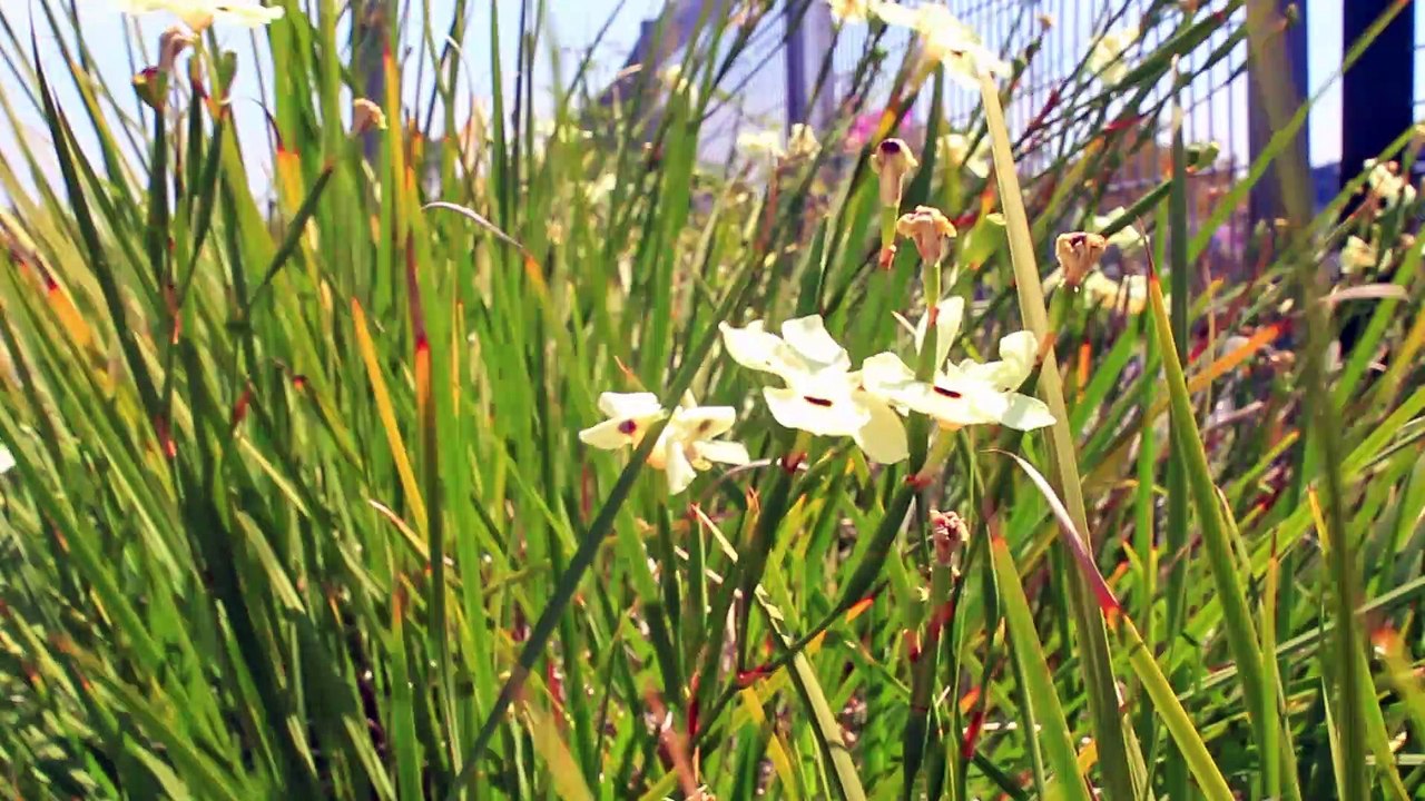 Fortnight Lily