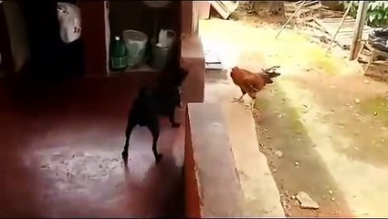 Cachorro que luta capoeira