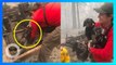 Anak anjing ini ditemukan selamat dari kebakaran hutan California 2020 - TomoNews