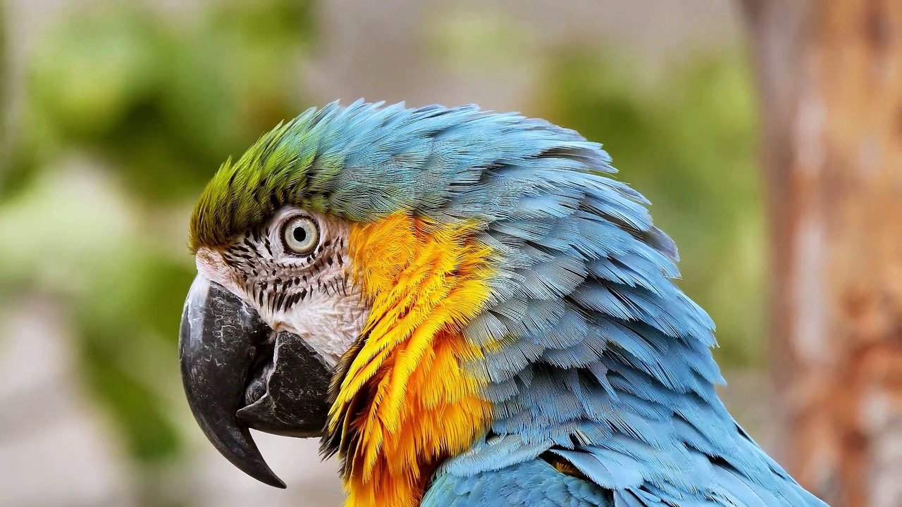 Parrots