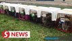 Maqis foils attempt to smuggle 23 dogs into the country