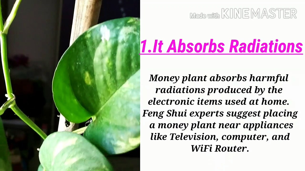 All about Money plant