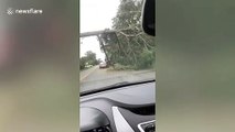 Fallen tee blocks road after Hurricane Sally hits Florida