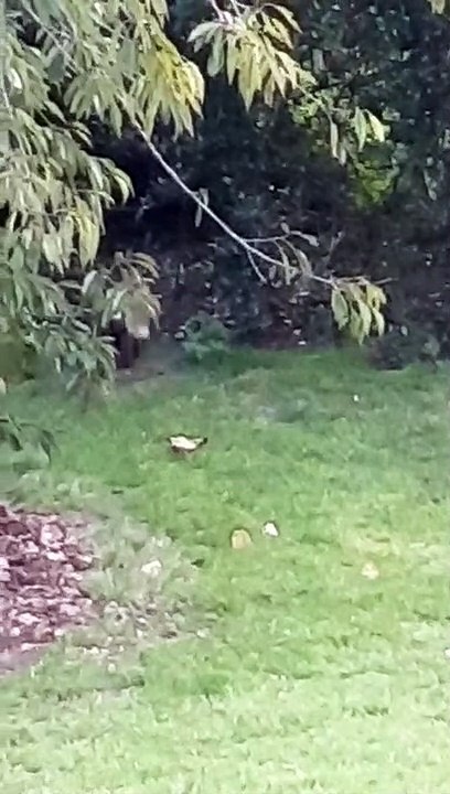 WARNING GRAPHIC CONTENT Andrew Eborn LIVE The Breakfast Show - Murder Most Fowl ! KILLER FOX in Regent's Park