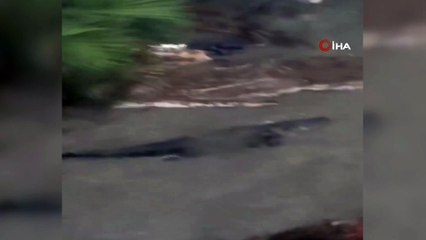 - Sally Kasırgasının vurduğu Alabama’da dev timsahlar sokağa indi