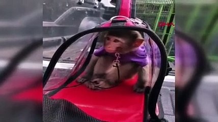 3'üncü kez kaçak maymun alan sosyal medya fenomeni tutuklandı