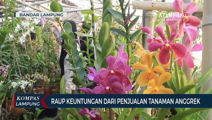 Meraup Keuntungan Dari Penjualan Tanaman Anggrek