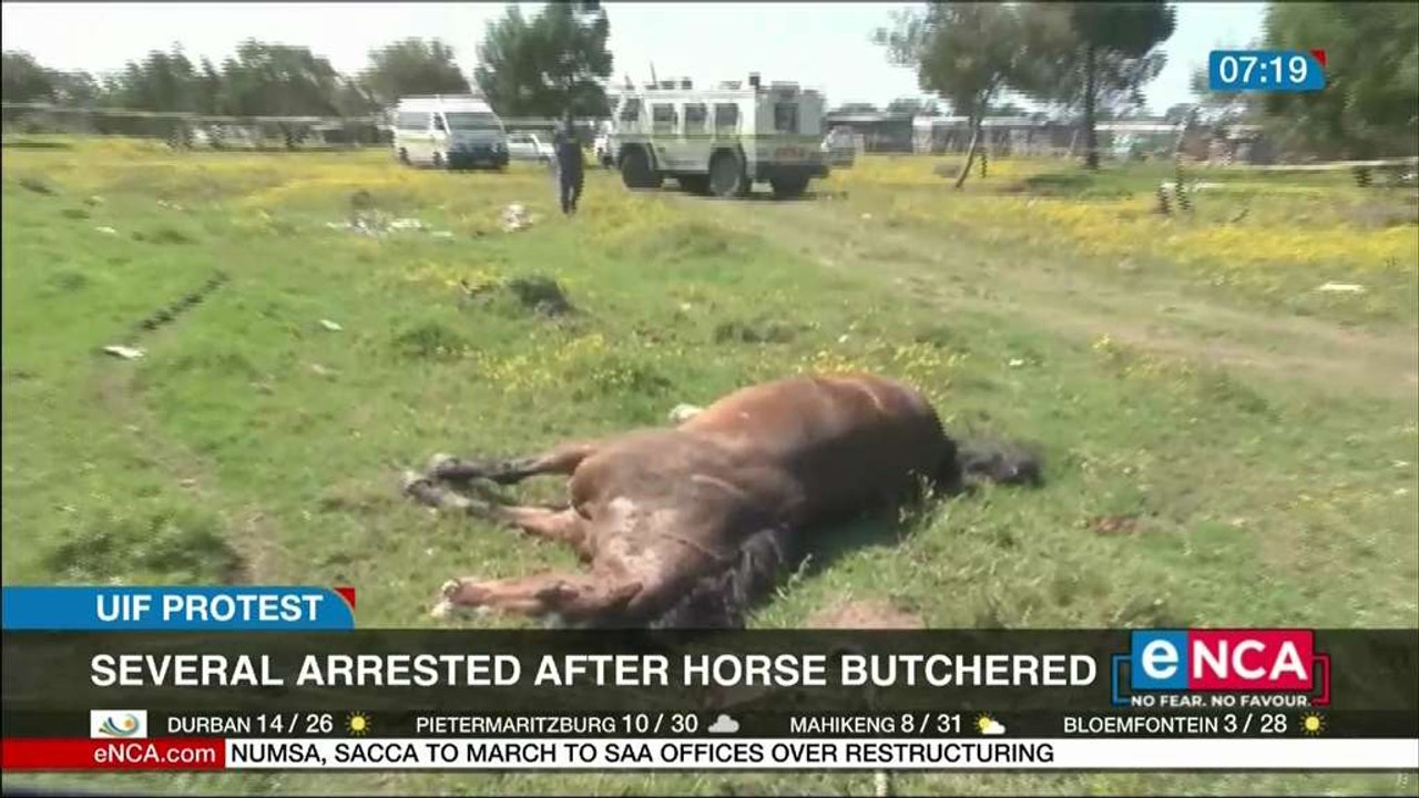 Several arrested after horse butchered