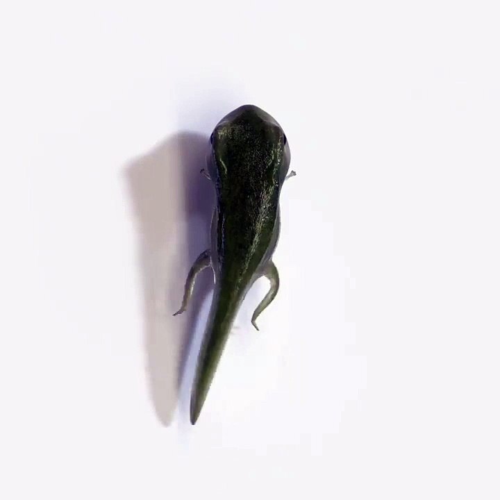 Évolution d'un têtard en grenouille