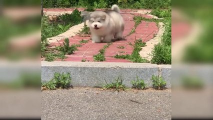 Baby Dogs - Cute and Funny Dog Videos Compilation #3