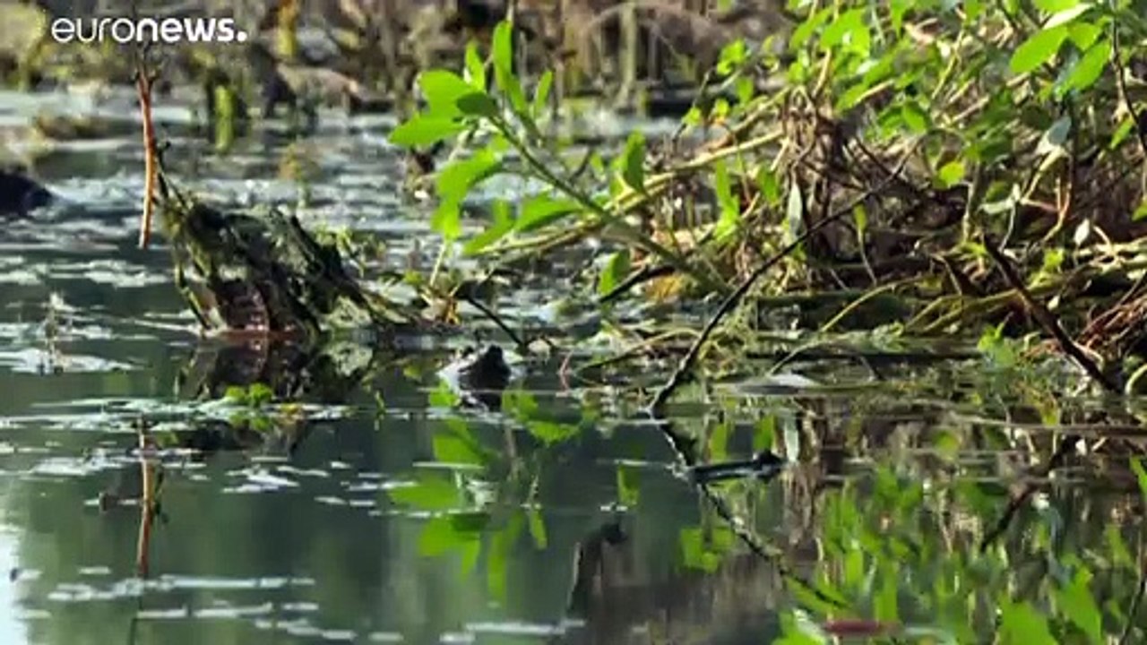 Ungarn: Extrawurst für ausländische Jäger?