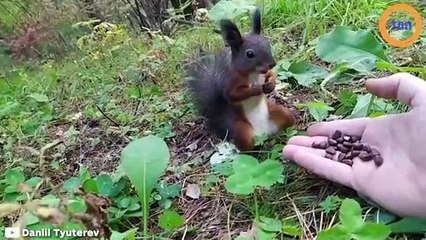 Cet écureuil sauvage mangeant dans la main d'un homme va... se figer !