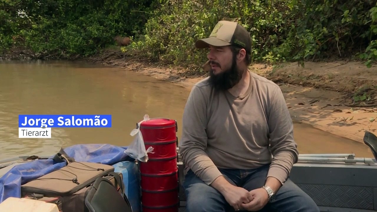 Rettungseinsatz für Wildtiere in Brasiliens Brandgebiet