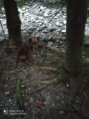 Ils vont faire une triste rencontre dans les bois...