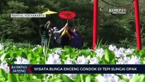 Wisata Bunga Enceng Gondok Di Tepi Sungai Opak