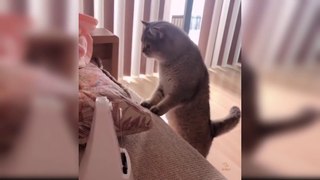 Baby Cats - Cute and Funny Cat Videos Compilation #1