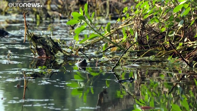 La stagione della caccia in Ungheria: divieto di ingresso ai cacciatori stranieri, ma qualcuno c'è