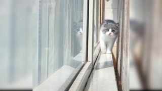 Baby Cats - Cute and Funny Cat Videos Compilation #2