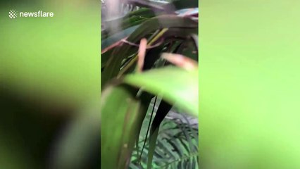 Monkey takes selfies and video after stealing student's phone in Malaysia