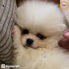 Elle commande un chien sur internet : il perd la vie peu de temps après, faute d’hygiène