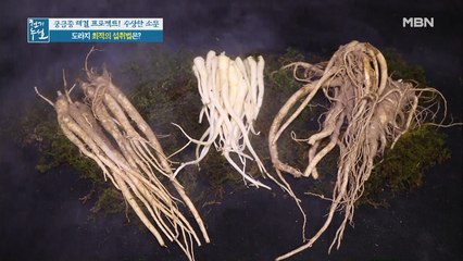※집중※ 도라지 최적의 섭취법 공개!