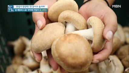 지금이 딱! 표고버섯을 꼭 먹어야 된다?