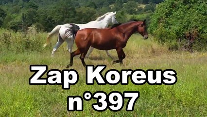 Zap Koreus n°397
