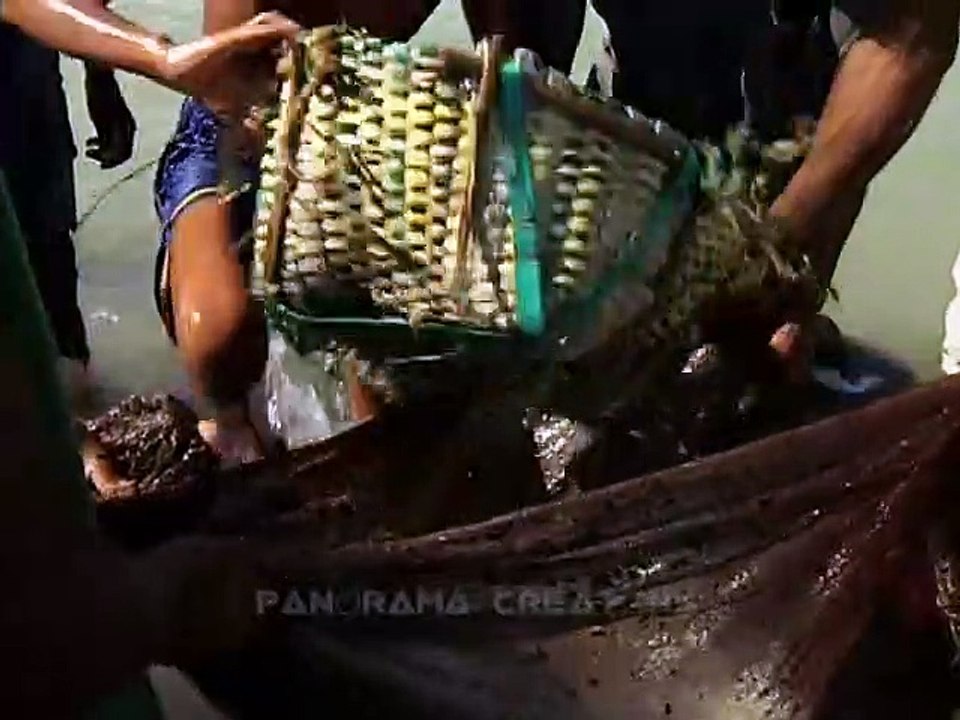 এ যেন মাছের মেলা নাজিরাটেক শুটকি পল্লীতে TRAVEL THE LARGEST DRY FISH YARD IN NAZIRERTEK