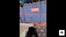 Try not to laugh #11
