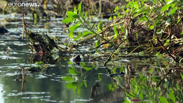 Пандемия отбила охоту