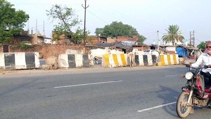 NH-2 पर आवारा गौवंशों की वजह से वाहन चलाने वाले चालकों को होती है परेशानी